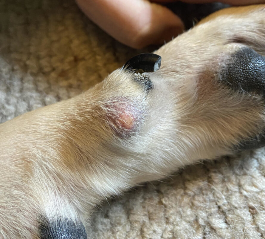 Dog Abscess