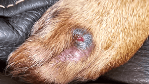 Dog Abscess