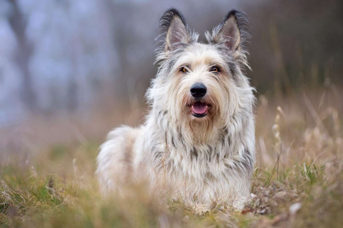 French Dog Breeds