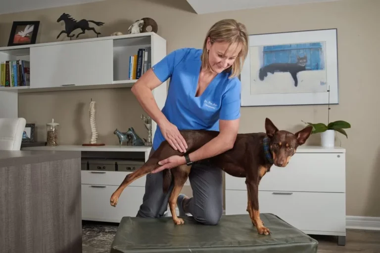 Dog Chiropractic Care