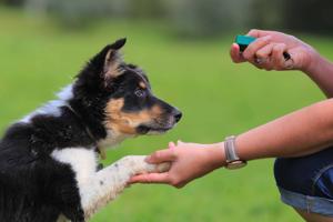 Dog Clicker Training