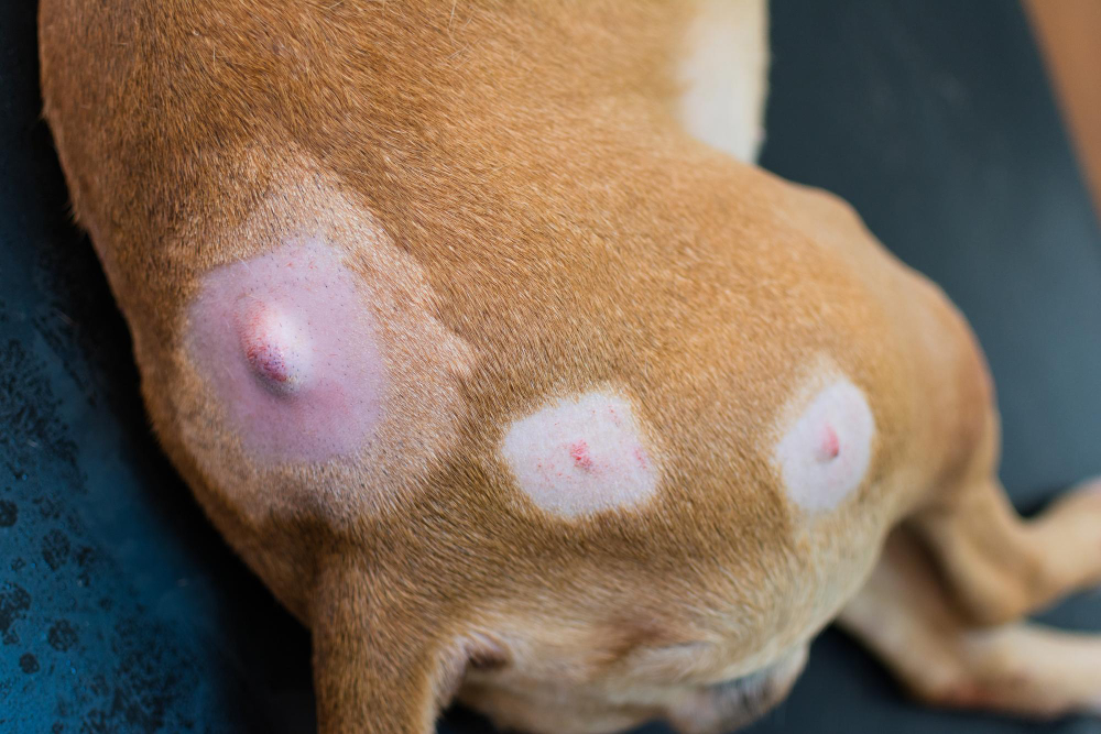 Dog Cysts