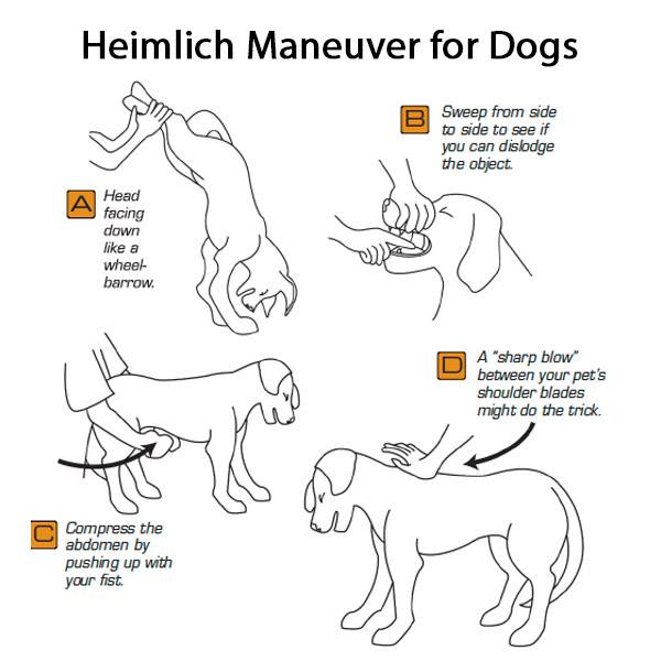 Dog Heimlich