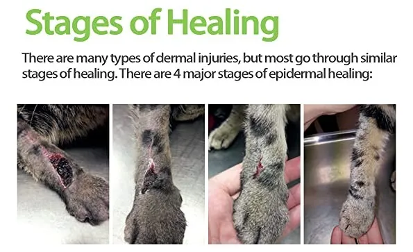 Dog Hot Spot Healing Stages