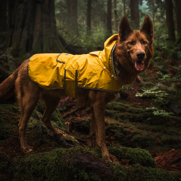 Dog Rain Coat