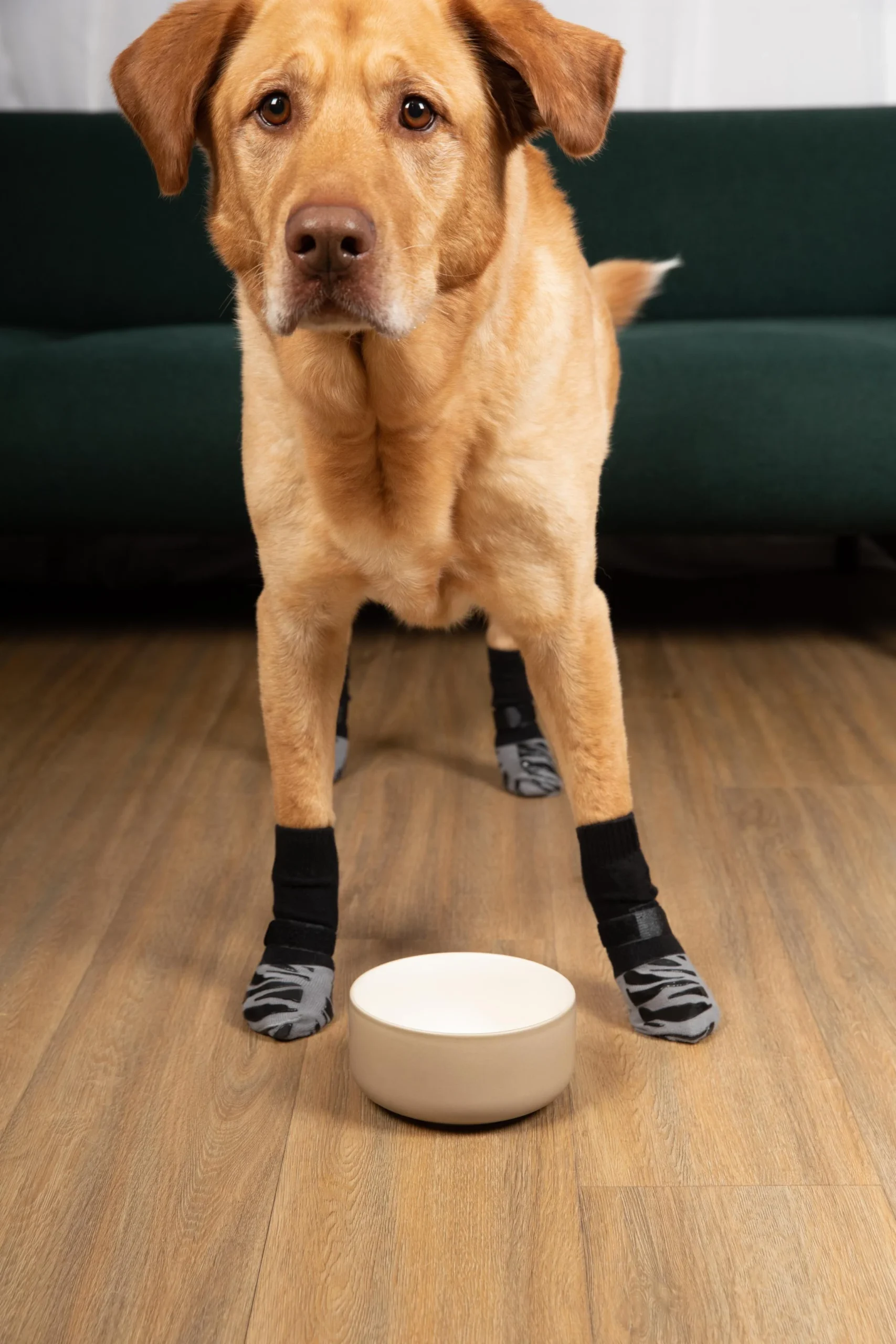 Dog Socks