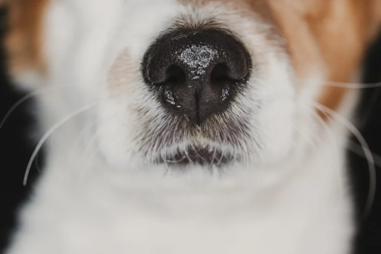 Dogs Have Wet Noses