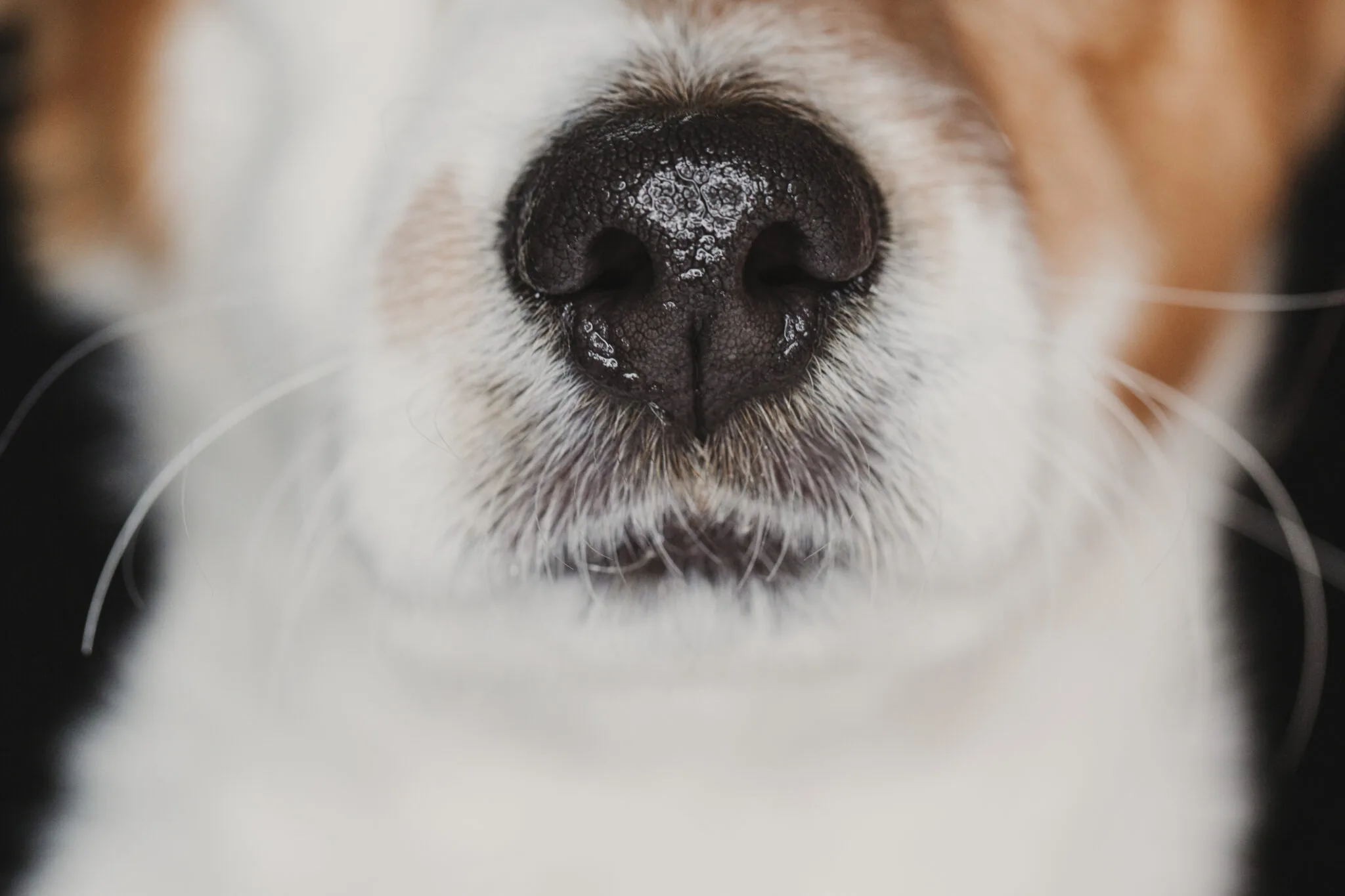 Dogs Have Wet Noses