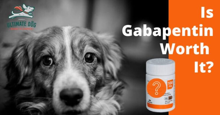 Uses of Gabapentin for Dogs