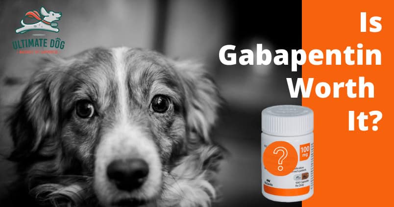 Uses of Gabapentin for Dogs