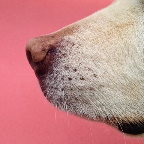 Dog Whiskers