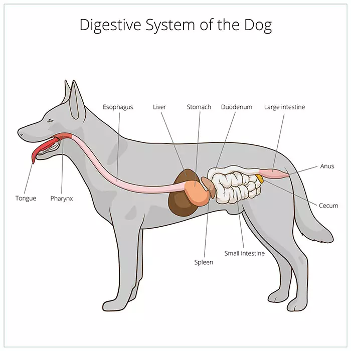 Intestinal Blockage in Dogs