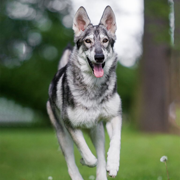 Northern Inuit Dog