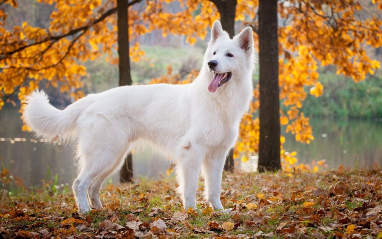 Swiss Shepherd