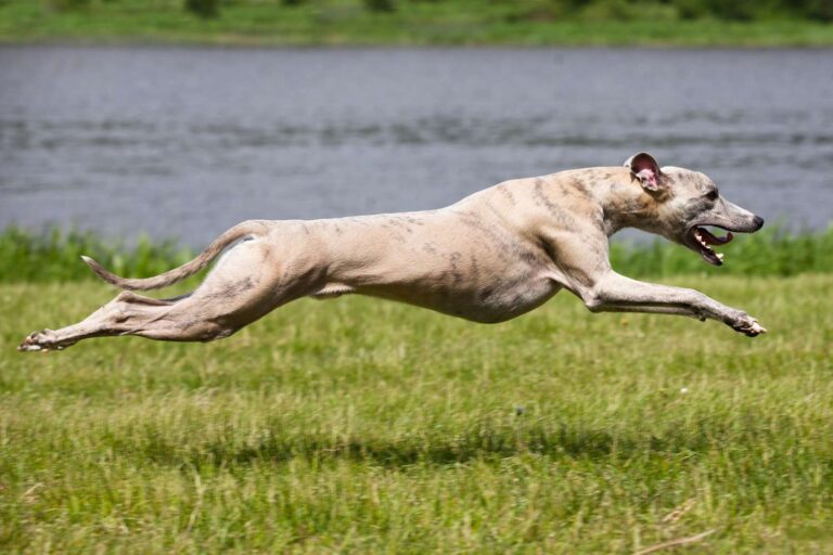 The World's Fastest Dogs