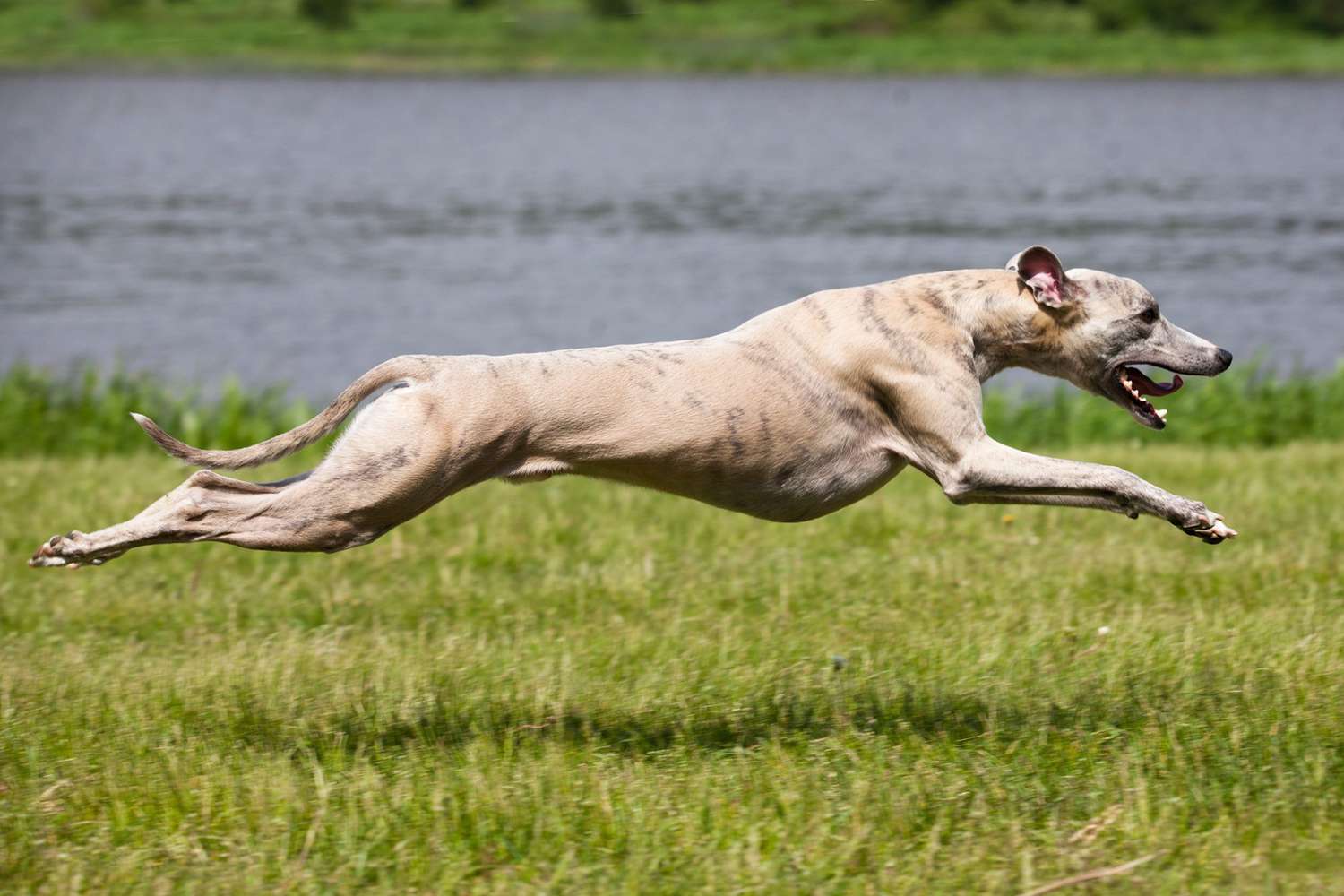 The World's Fastest Dogs