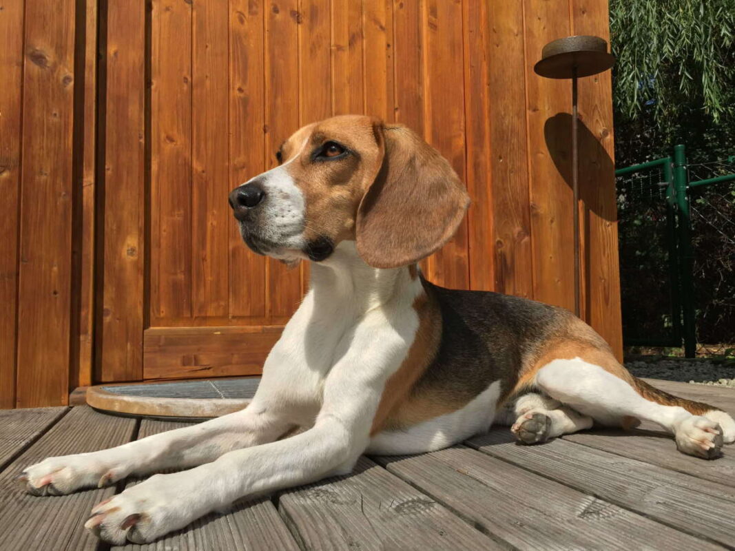 Treeing Walker Coonhound