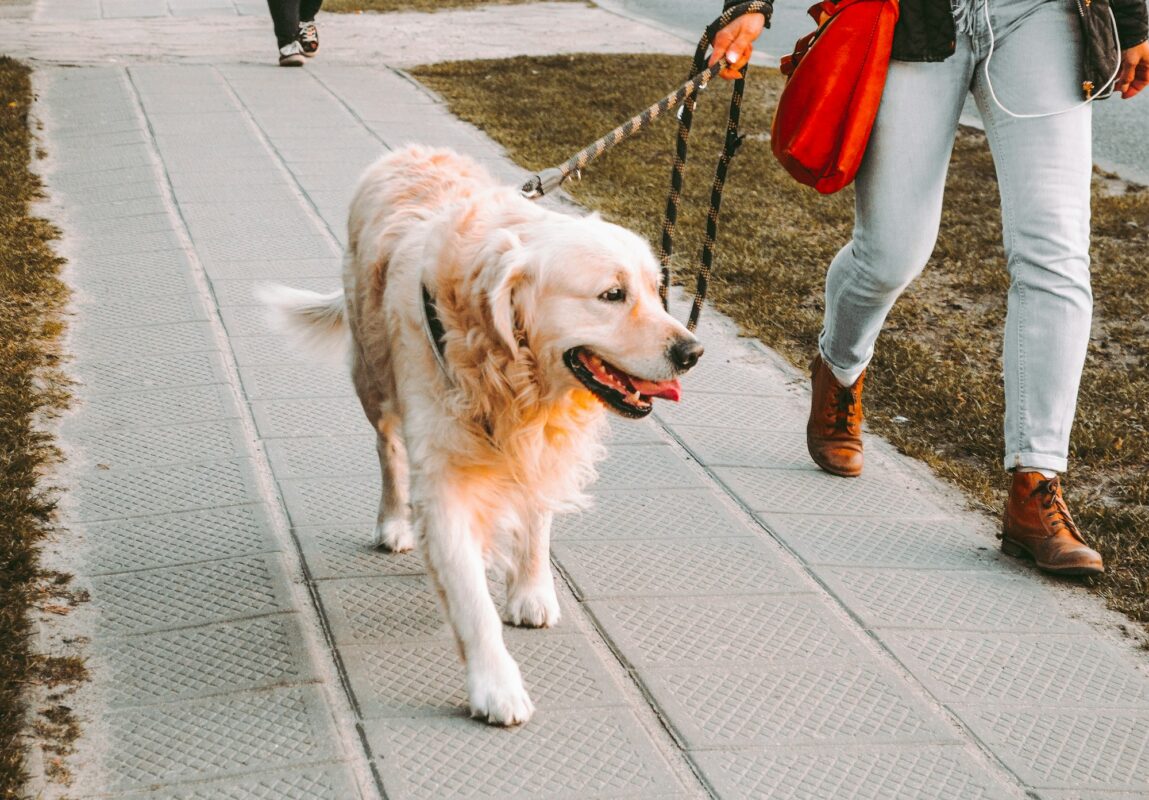 Walk After Mealtime