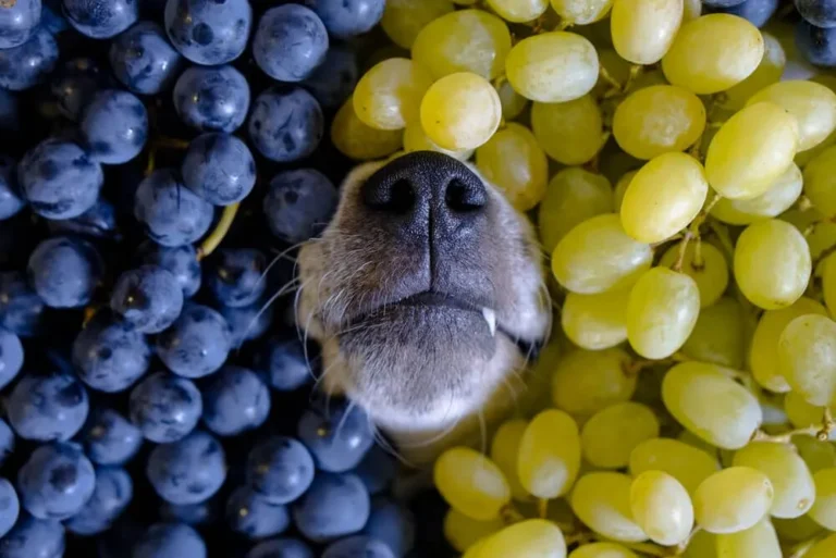 Dog Ate One Grape