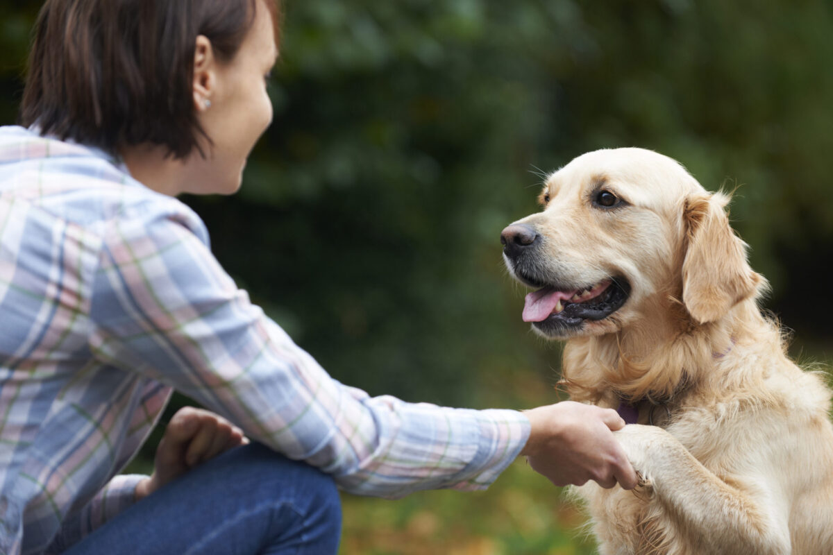 Why Dogs Put Their Paw on You