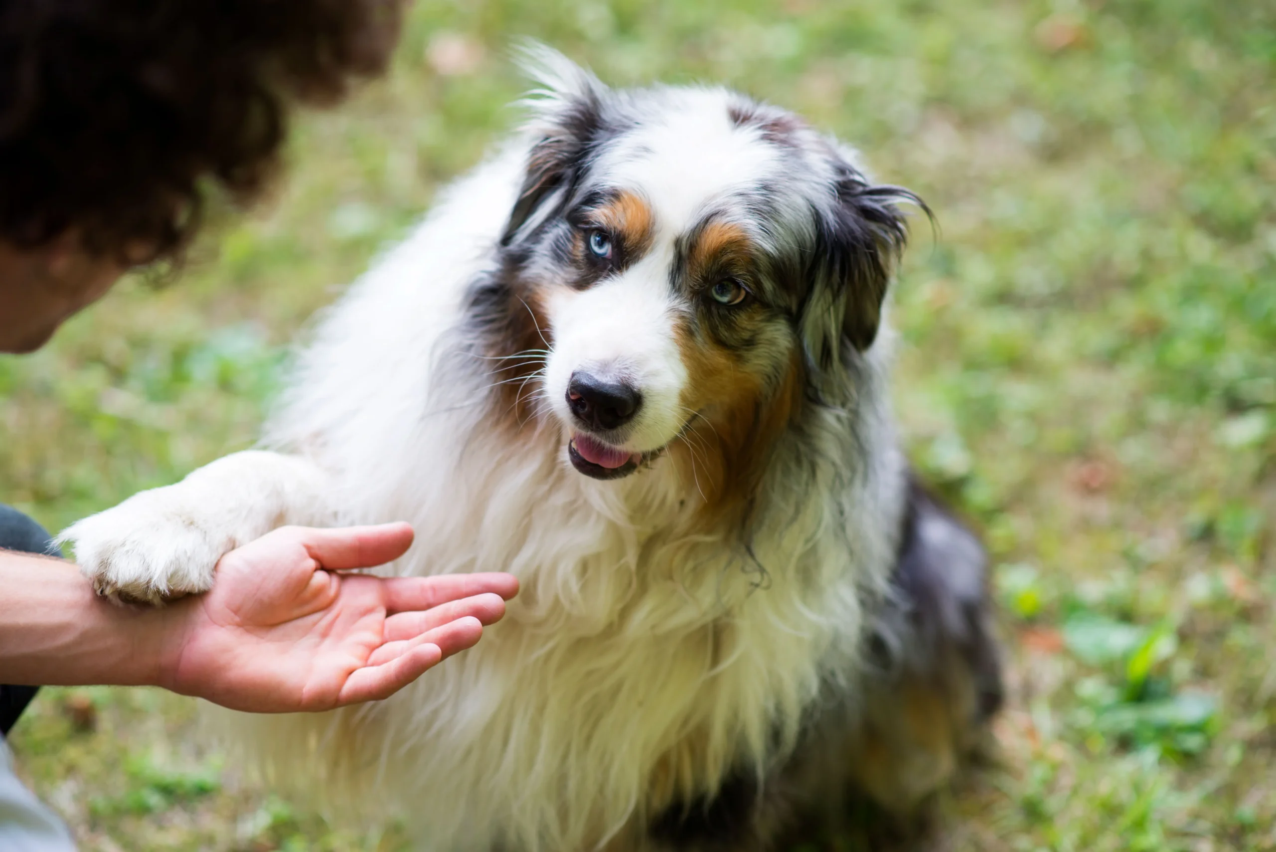 Why Dogs Put Their Paw on You