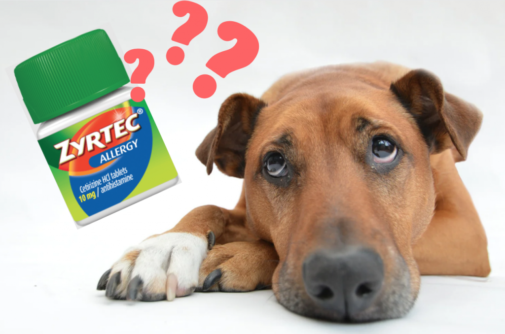 Zyrtec for Dogs