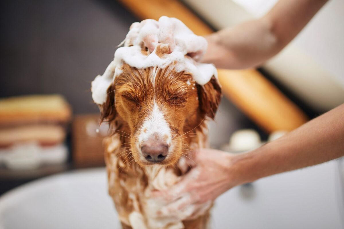 Bathe Your Dog