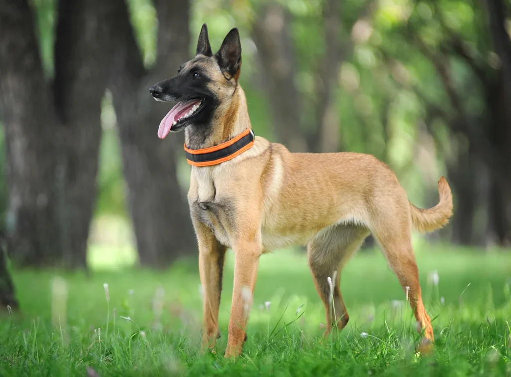 Belgian Malinois / Police Dog Breeds