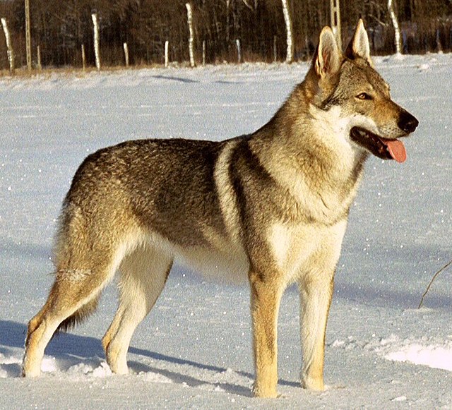 Czech Wolf Dog