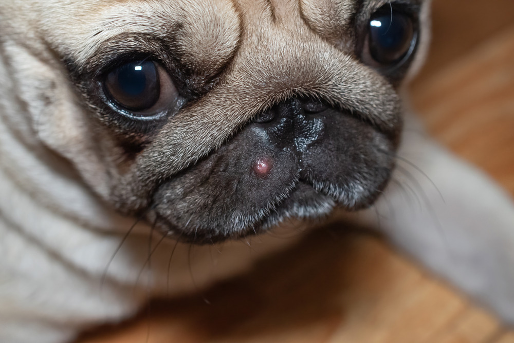 Dog Acne