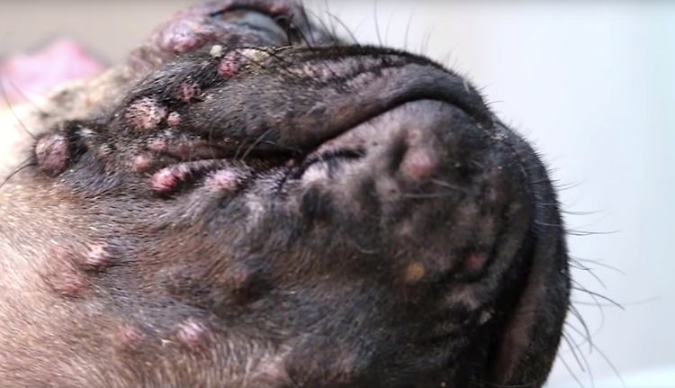 Dog Acne