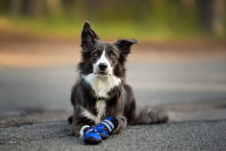 Dog Booties