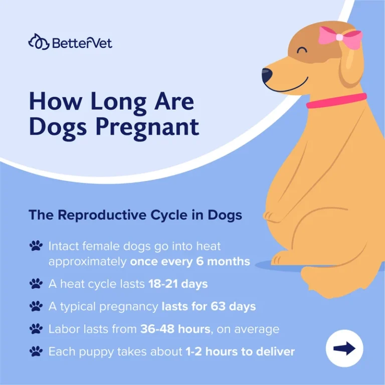 Dog Pregnancy Duration