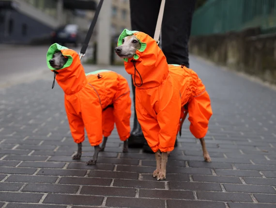 Dog Raincoats