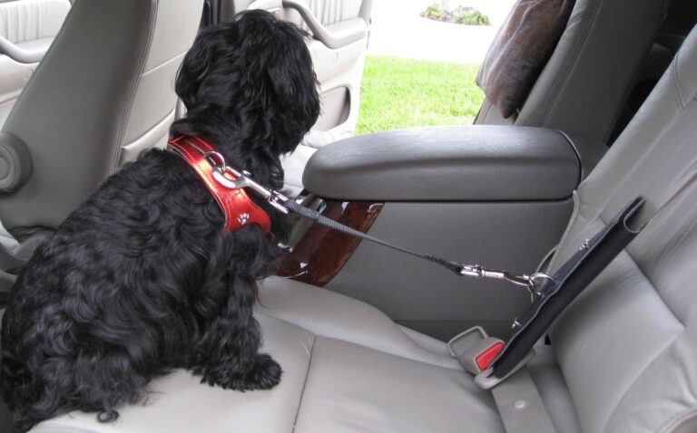 Dog Seat Belts