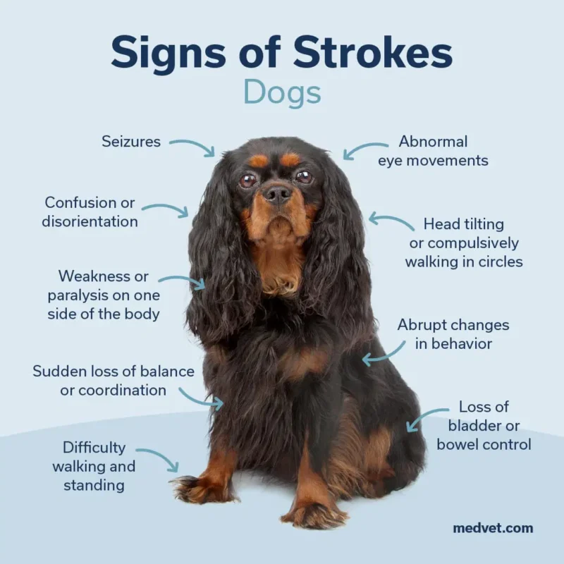 Dog Stroke