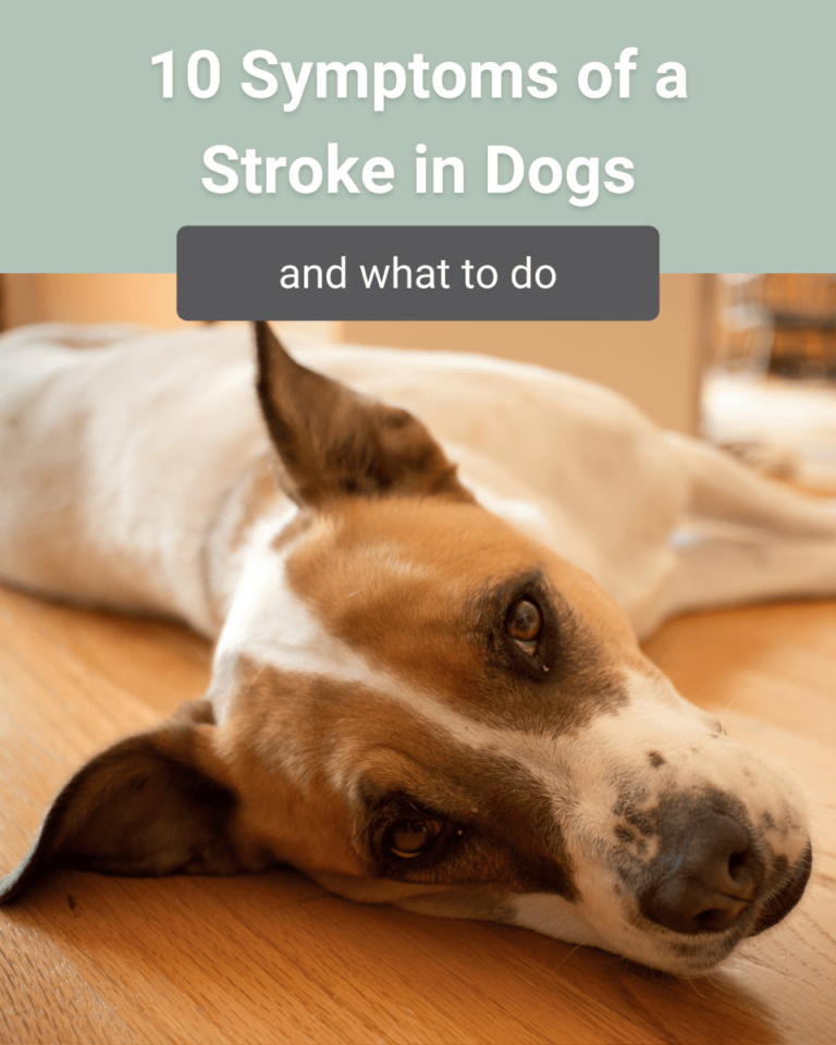 Dog Stroke