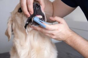 Dog Teeth Cleaning Cost