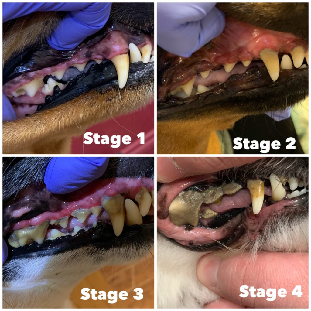 Dog Teeth Cleaning Cost