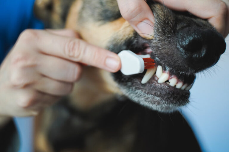 Dog Teeth Cleaning Cost