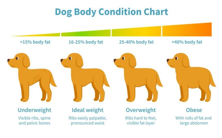 Dogs Weight Issue