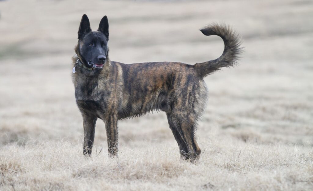 Dutch Shepherd / Police Dog Breeds