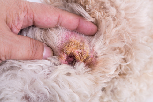 Ear Hematoma in Dogs