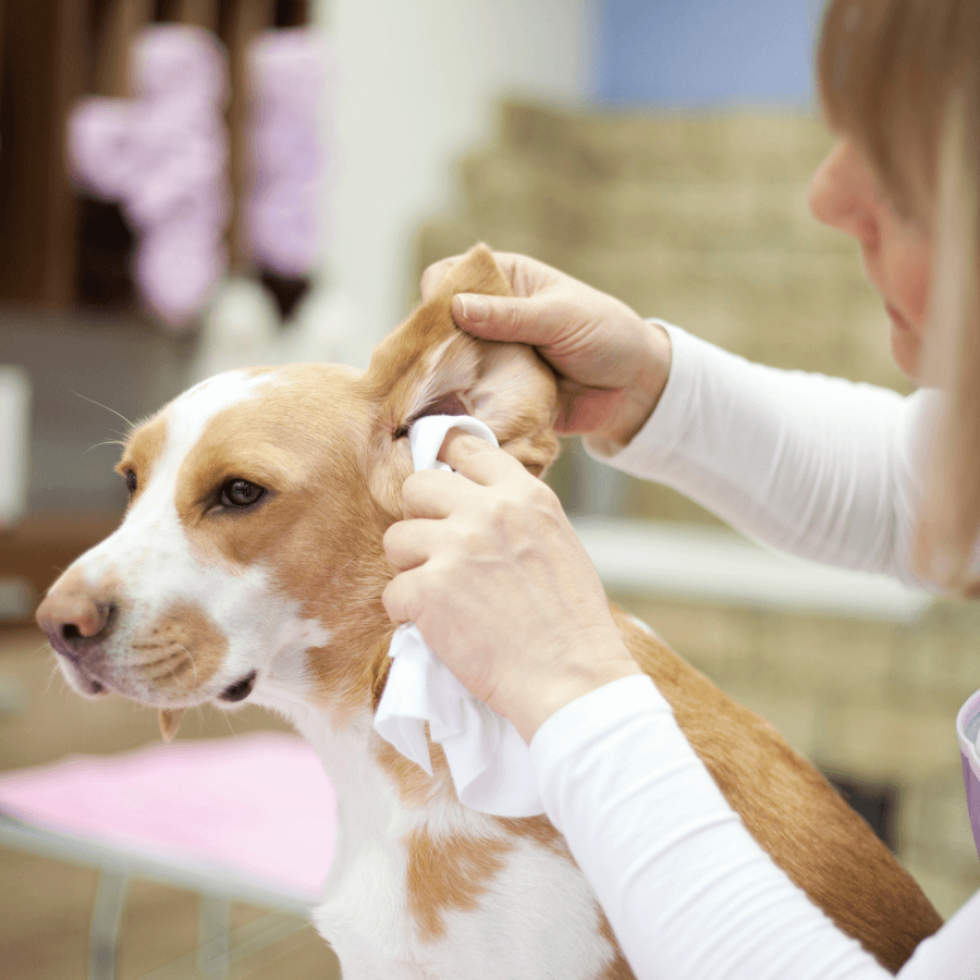 Ear Hematoma in Dogs