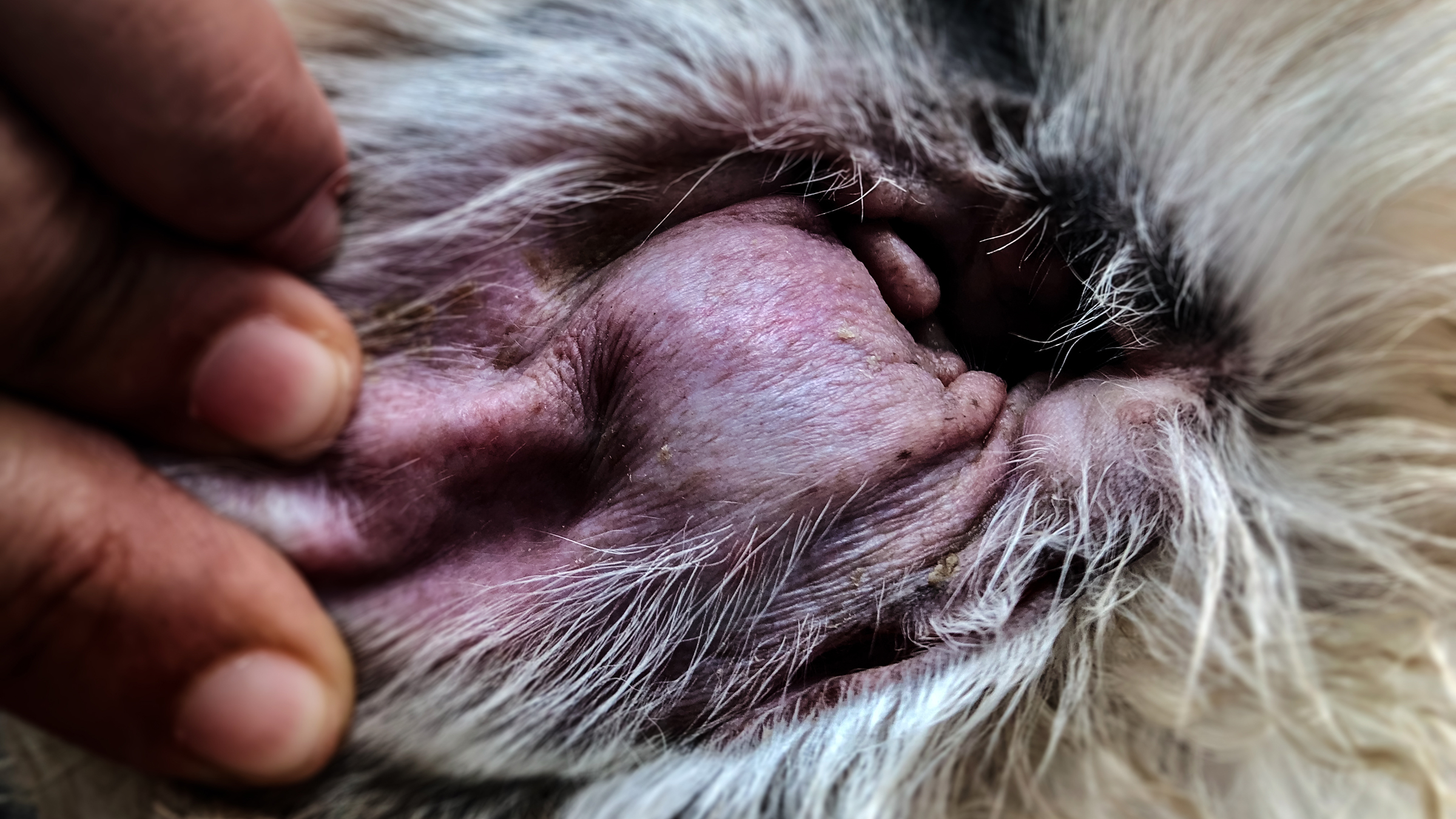 Ear Hematoma in Dogs