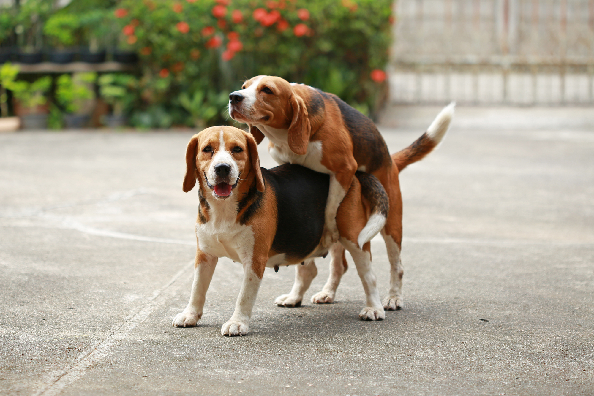 Female Dog Humping