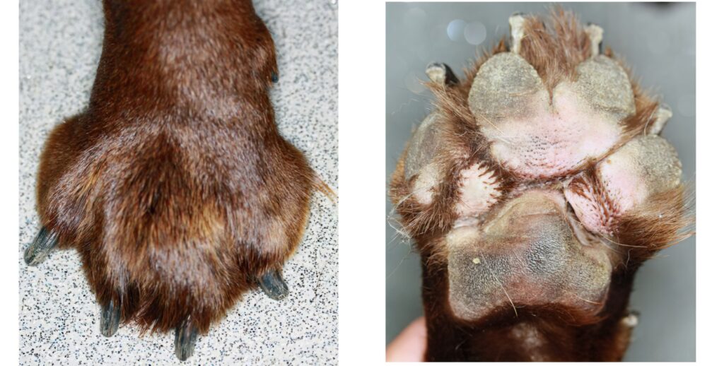 Interdigital Cysts in Dogs