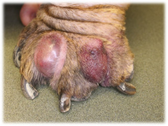 Interdigital Cysts in Dogs