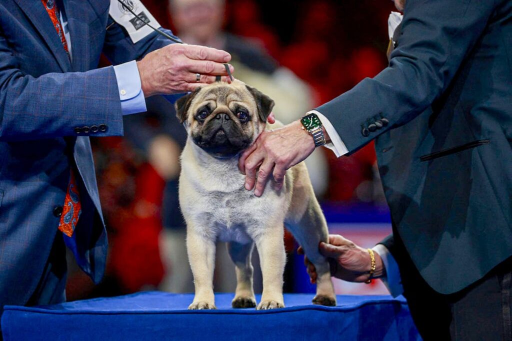 National Dog Show