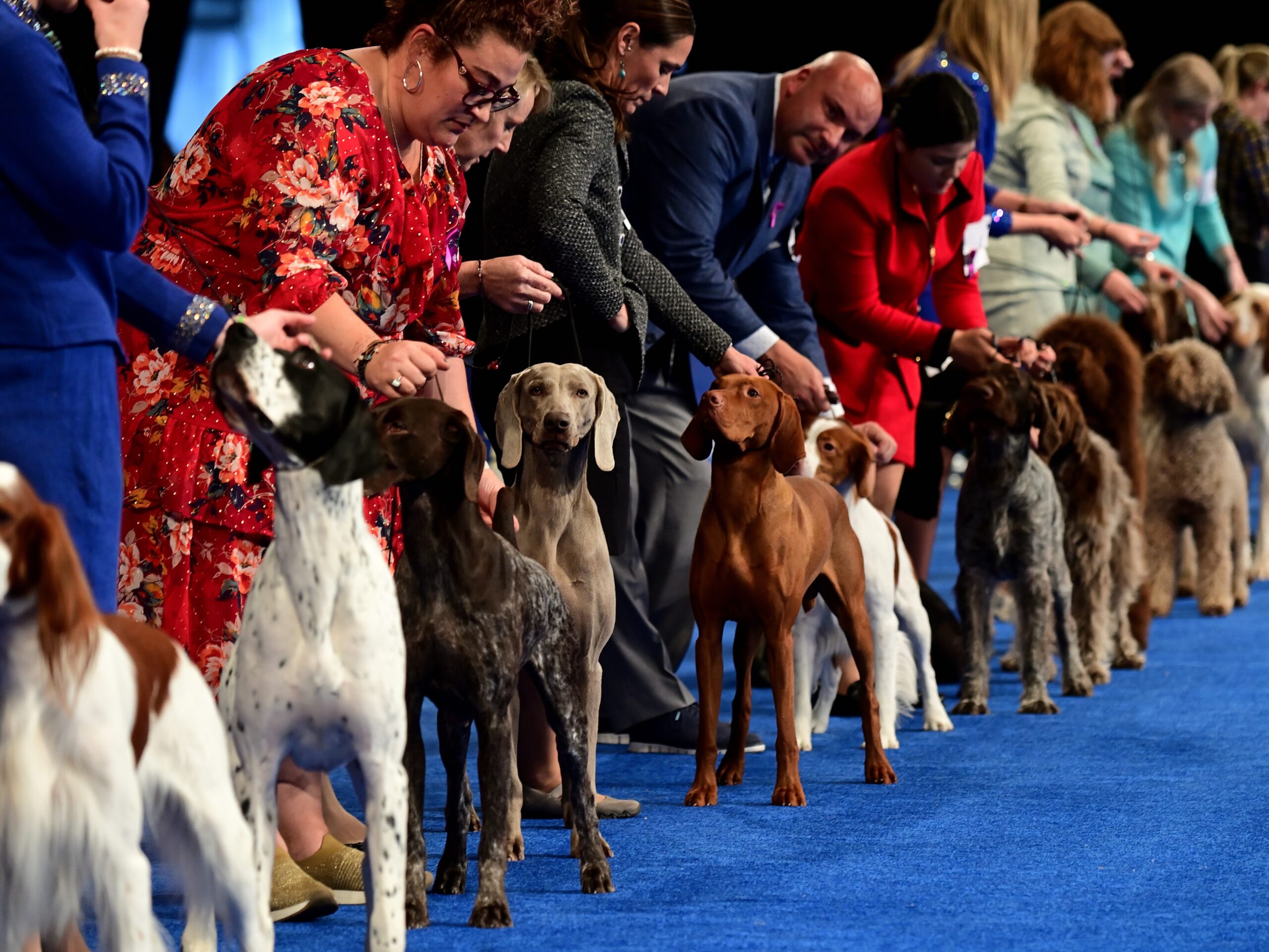 National Dog Show scaled